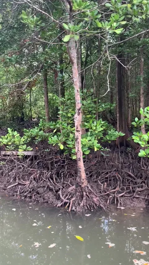 Mangrove in Koh Lanta Stock Footage 344807068