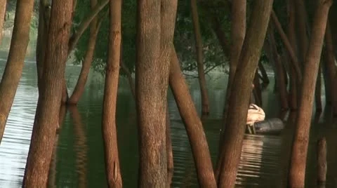 Mangrove lake.m2ts 库存影片 9455646