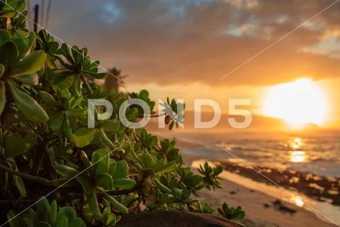 Mangrove leaves against tropical sunset background Stock Photos