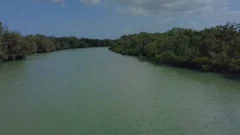 Mangrove lined creek low level fly through Stock Footage 123635889