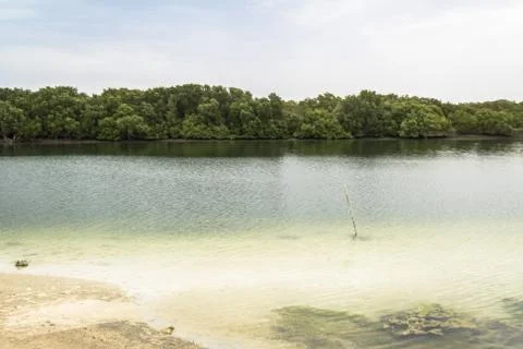 Mangrove national park side in abu dhabi Stock Photos