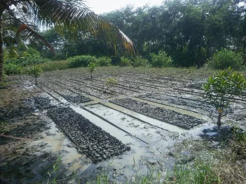 Mangrove nursery Stock Photos