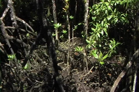 Mangrove pan left to river Stock-Footage 353547