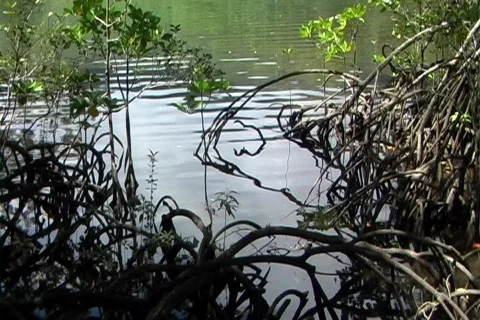 Mangrove pan up to river Stock Footage 353587