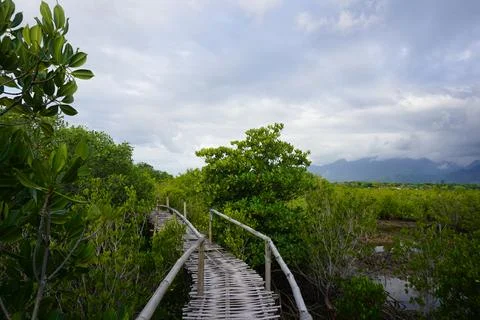 Mangrove Pathway with Mountain View Stock Photos