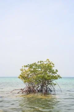 Mangrove Stock Photos