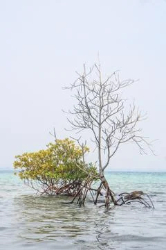 Mangrove Stock Photos