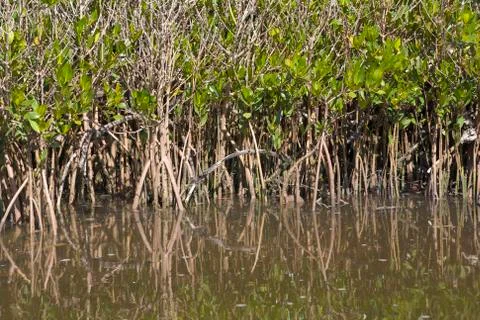 Mangrove Stock Photos