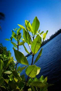 Mangrove Stock Photos