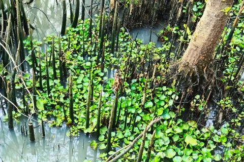 Mangrove Stock Photos