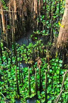 Mangrove Stock Photos