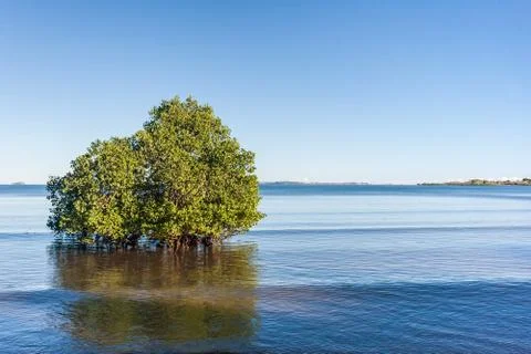 Mangrove Stock Photos