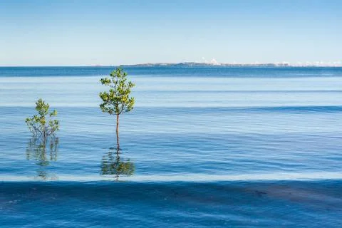 Mangrove Stock Photos