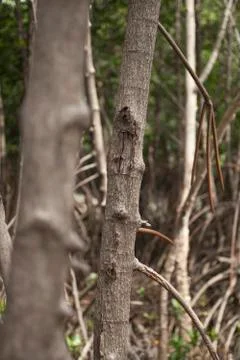 Mangrove Stock Photos