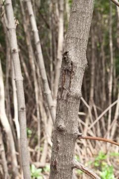 Mangrove Stock Photos
