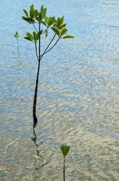 Mangrove Stock Photos