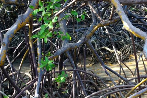 Mangrove Stock Photos