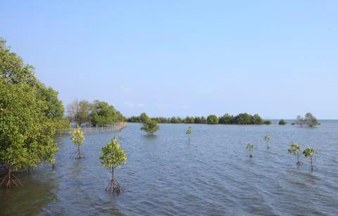 Mangrove Stock Photos
