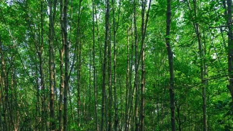 Mangrove Stock Photos