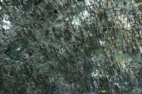 Mangrove Stock Photos