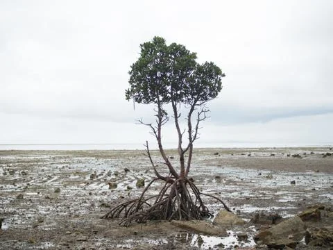 Mangrove Stock Photos