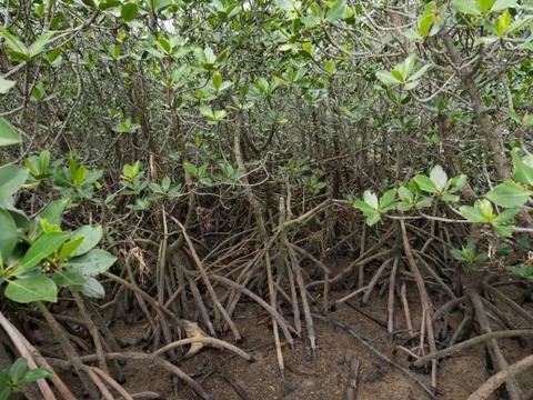 Mangrove Stock Photos