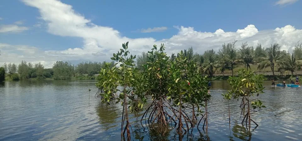 Mangrove Stock Photos