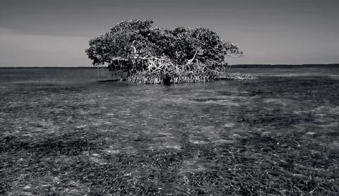 Mangrove Stock Photos