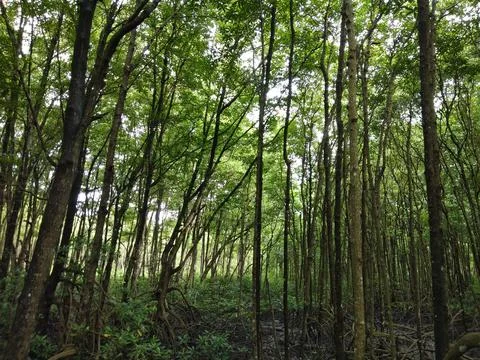 Mangrove Stock Photos