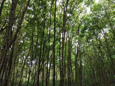 Mangrove 스톡 사진