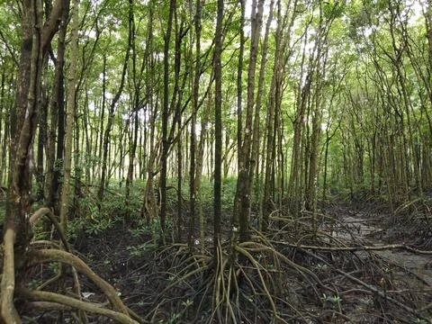 Mangrove Stock Photos
