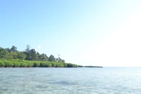 Mangrove Stock Photos