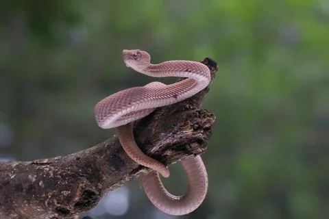 Mangrove Pit Viper closeup on the branch. (Trimeresurus purpureomaculatus) Foto stock