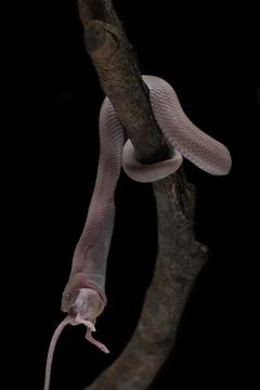 Mangrove Pit Viper eats white rats on branches, Trimeresurus purpureomaculatus Stock Photos