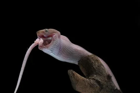 Mangrove Pit Viper eats white rats on branches, Trimeresurus purpureomaculatus Stock Photos