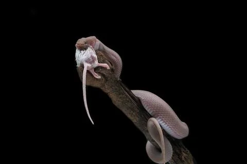 Mangrove Pit Viper eats white rats on branches, Trimeresurus purpureomaculatus Foto stock