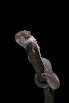 Mangrove Pit Viper eats white rats on branches, Trimeresurus purpureomaculatus Stock Photos