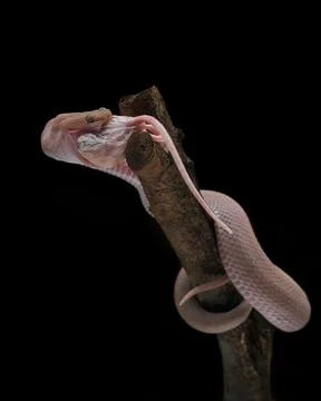 Mangrove Pit Viper eats white rats on branches, Trimeresurus purpureomaculatus Stock Photos