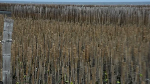 Mangrove Plantation Video stock 104121456