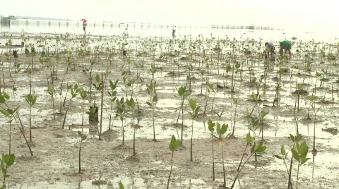 Mangrove planted Stock-Footage 489239