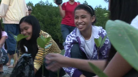 Mangrove planting 15 Stock Footage 498356