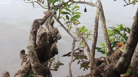 Mangrove plants (1) Stock Footage 333895678