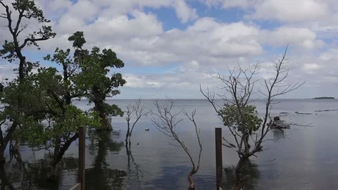 Mangrove plants (2) 库存影片 333895631