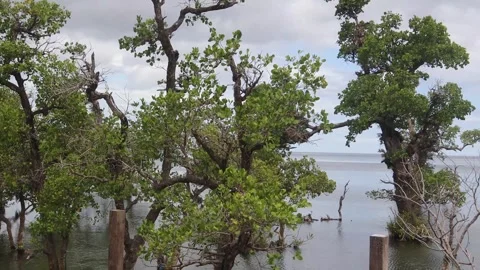 Mangrove plants (3) Stockbeeldmateriaal 333895629