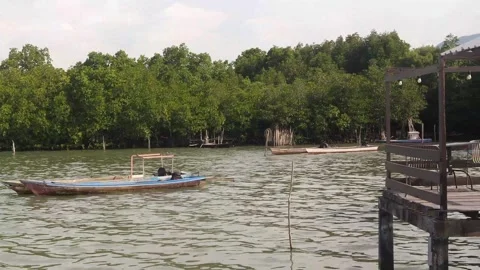 Mangrove plants (4) Stockbeeldmateriaal 333895632