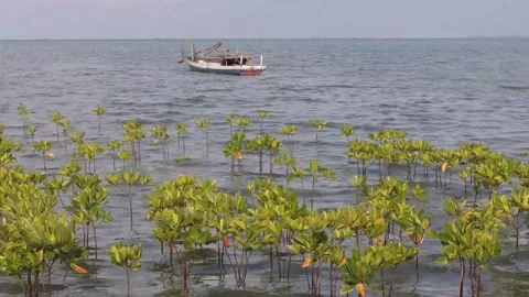 Mangrove plants (6) Vidéo 333895707