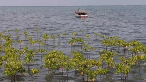 Mangrove plants(5) Vidéo 333895630