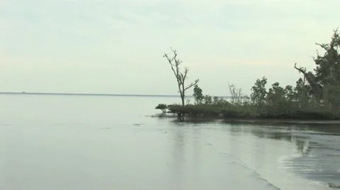 Mangrove point Stock Footage 8748512