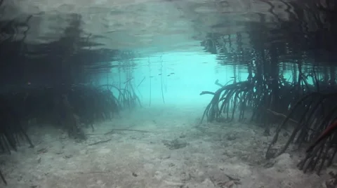 Mangrove Prop Roots Stock Footage 49641126