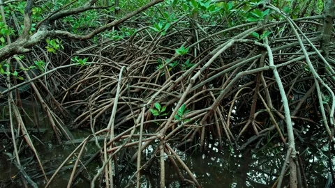 Mangrove Prop Roots Reflected in Tidal Water Vídeo Stock 343334921